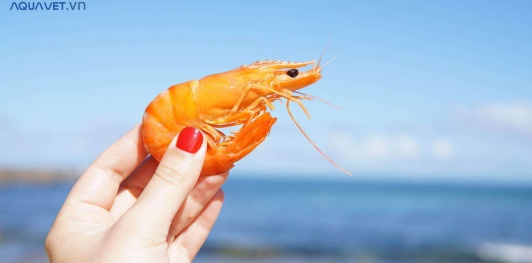 Vì sao khoáng đa vi lượng cho tôm lại quan trọng